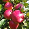 Яблоня Лигол (зимний сорт)