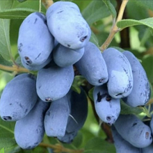 Основное изображение товара