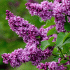 Сирень обыкновенная (Syringa vulgaris) Огни Донбаса С3 СП/25