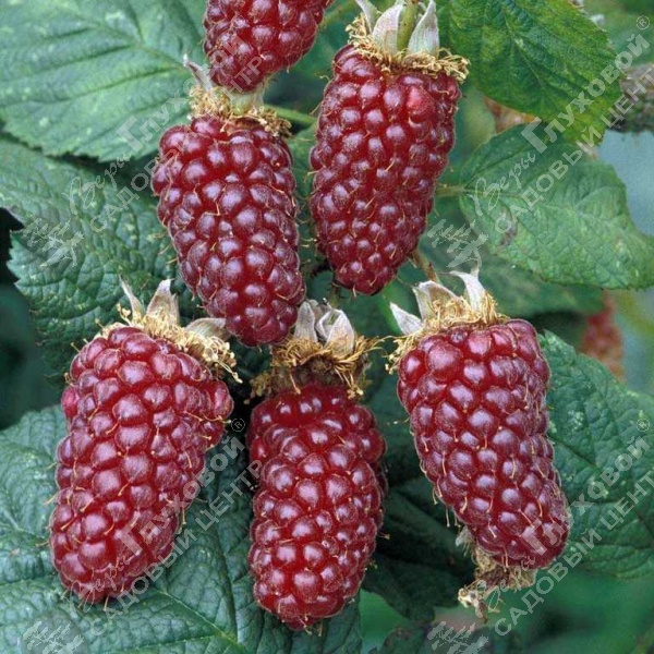 Ежемалина "Тайберри" на фото