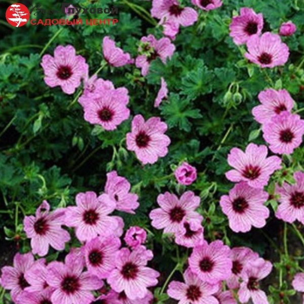 Основное изображение товара