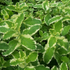 Мята (Mentha) ананасная Вариегата С2 РФр/26