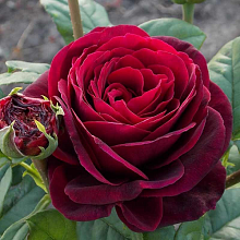 Основное изображение товара