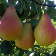 Груша 