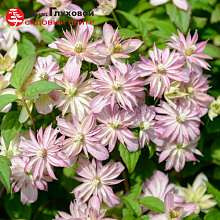 Основное изображение товара