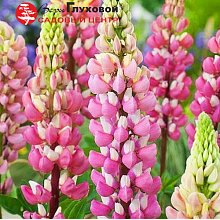 Основное изображение товара