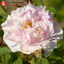 Основное изображение товара