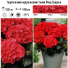 Гортензия крупнолистная (Hydrangea macrophyllа) Ред Барон Р9 СП/25