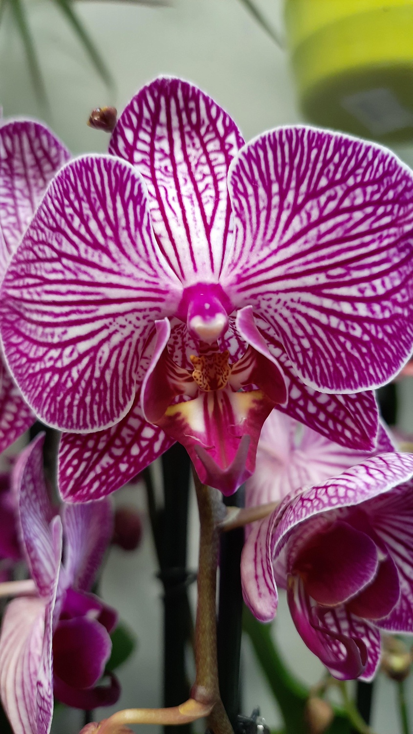 Новое поступление комнатных растений