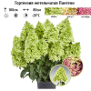Гортензия метельчатая (Hydrangea paniculata) Пантеон С3 РАст/24