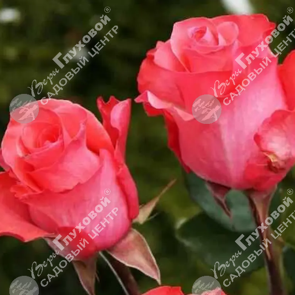 Роза полиантовая "Pink Love" на фото