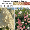 Гортензия метельчатая (Hydrangea paniculata) Фантом  С2 СП/26