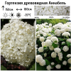 Гортензия древовидная (Hydrangea arborescens) Аннабель  С3 СП/25