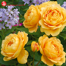 Основное изображение товара