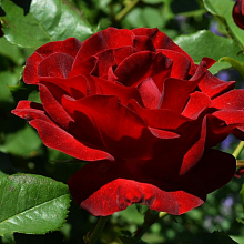 Основное изображение товара