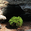 Сосна горная 