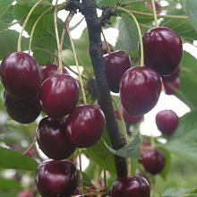 Тургеневка