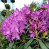 Рододендрон (Rhododendron) крупноцветковый 'Bolestaw Chrobry' 40-50 С15 ПЧ/26