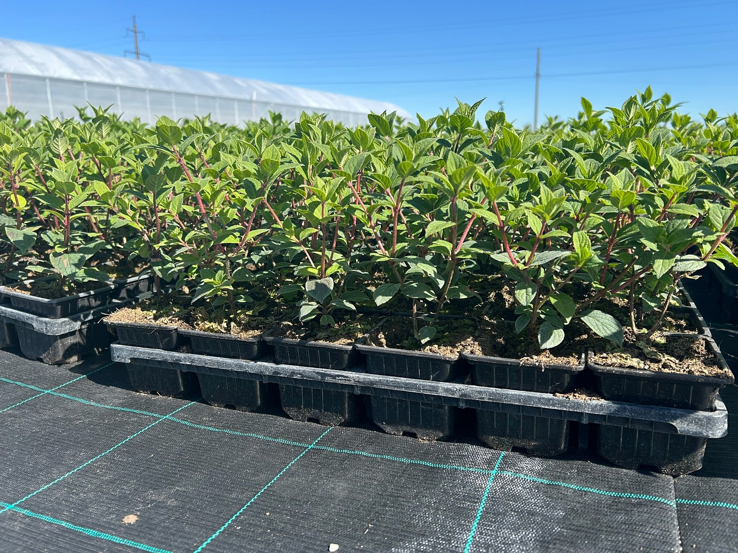 Будни питомника