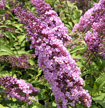 Основное изображение товара