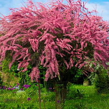 Основное изображение товара