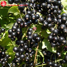 Основное изображение товара