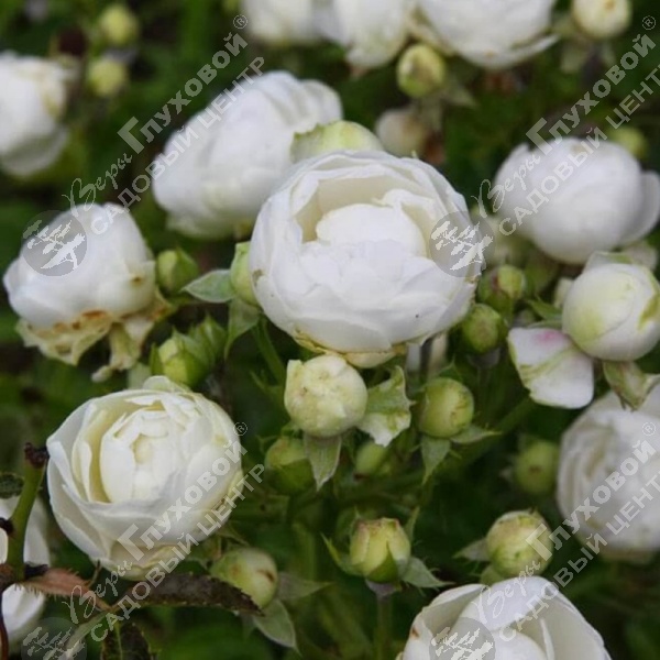 Роза полиантовая "Witte Koster" на фото