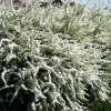 Спирея ниппонская (Spiraea nipponica) Сноумаунд С3 СП/24