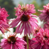 Эхинацея пурпурная (Echinacea purpurea) Дабл Деккер С2 ГлХ/26