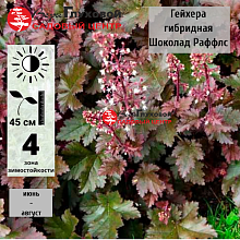 Основное изображение товара