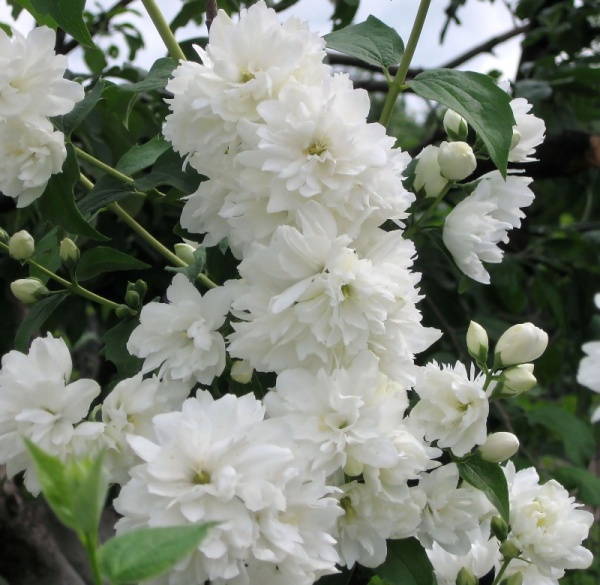 Основное изображение товара