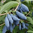 Жимолость 