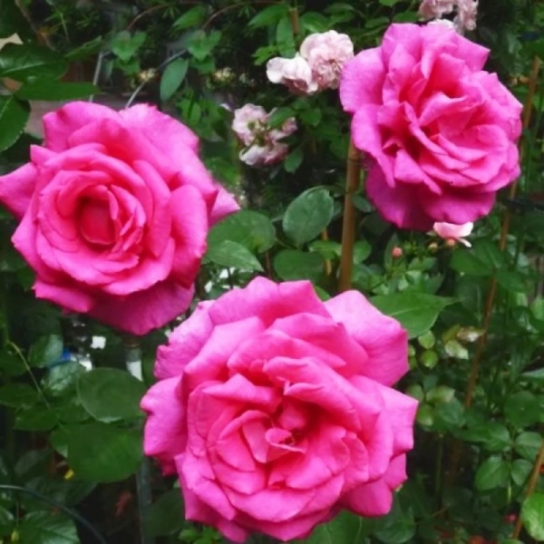 Основное изображение товара