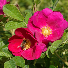 Основное изображение товара