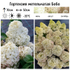 Гортензия метельчатая (Hydrangea paniculata) Бобо  С2 СП/26 = 247шт пересорт