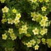 Лапчатка кустарниковая (Potentilla fruticosa) Элизабет С3 СП/24