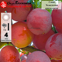 Основное изображение товара