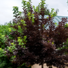 Черемуха виргинская (Prunus virginiana) Шуберт 200-250 С20 РСав/26