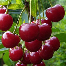 Вишня Любская (поздний сорт)