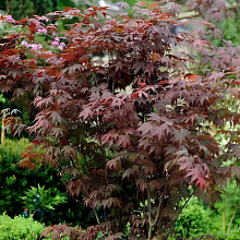 Основное изображение товара