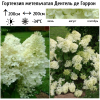 Гортензия метельчатая "Дентель де Горрон" на фото