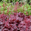 Гейхера "Грейп Сода" на фото