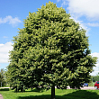 Липа мелколистная