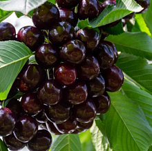 Основное изображение товара