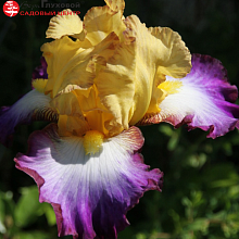 Основное изображение товара