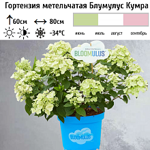 Основное изображение товара