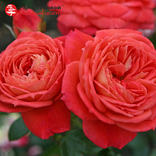 Основное изображение товара