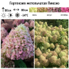 Гортензия метельчатая (Hydrangea paniculata) Пиксио Р9 СП/26