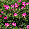 Роза Ругоза 