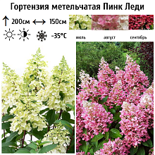 Основное изображение товара